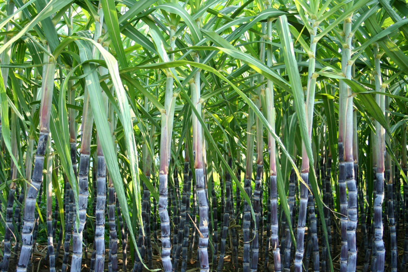 Sugar Cane Plantation Intrepid Potash